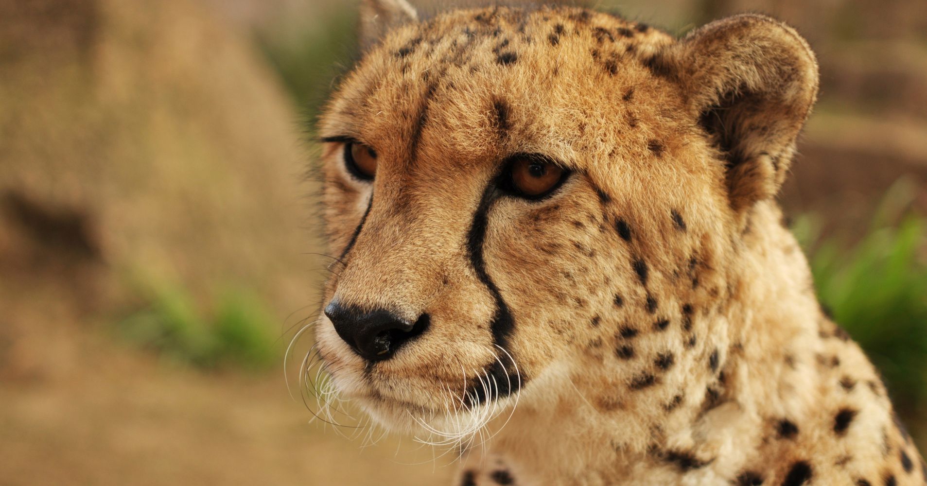 Cheetahs Are Far Closer To Extinction Than We Realized | HuffPost