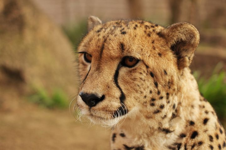 A new report highlights the need for more conservation efforts for cheetahs.