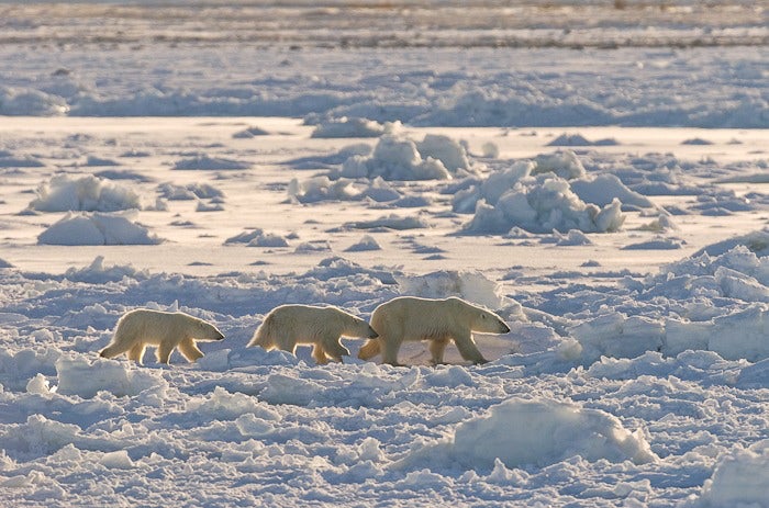 A late freeze-up on Hudson Bay delayed the return of the area’s polar bears to their seal-hunting grounds. The implications go far beyond polar bears and far beyond the Arctic.