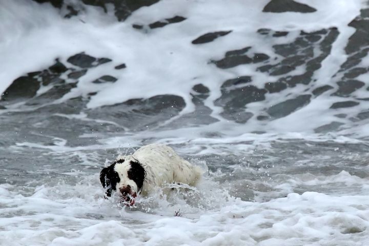 A dog enjoys the surf and big waves in Lyme Regis, Dorset on Friday as Barbara hit the UK