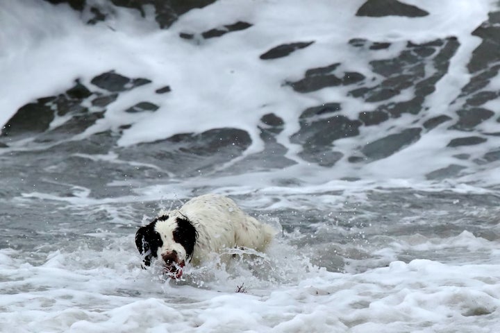 A dog enjoys the surf and big waves in Lyme Regis, Dorset on Friday as Barbara hit the UK