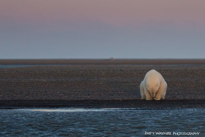 Patty Waymire says she shot "No Snow, No Ice" after being struck by how "contemplative" the bear appeared to her.