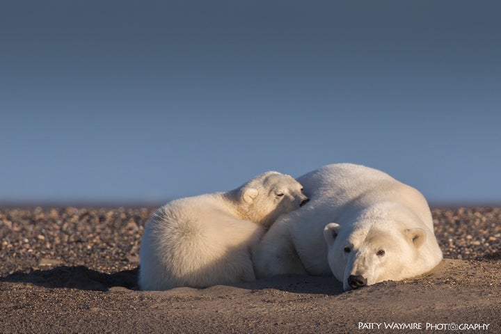 A polar bear mother in cub, Alaska, 2016.