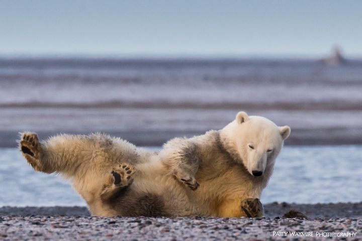 A polar bear in Alaska, 2016.