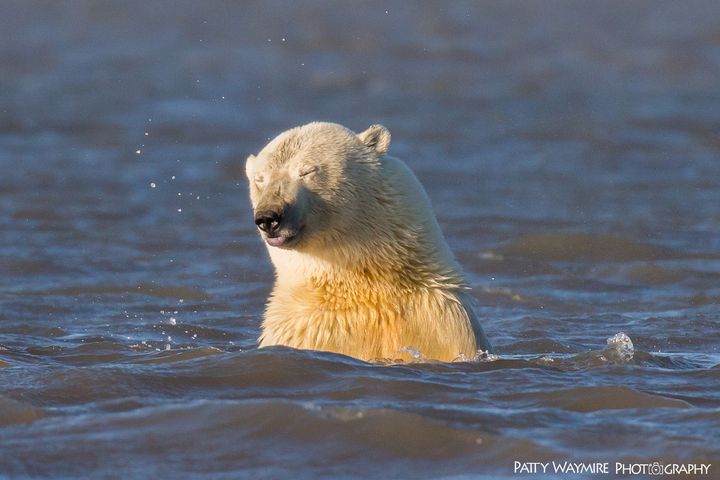 A polar bear swimming in the Beaufort Sea, 2016.
