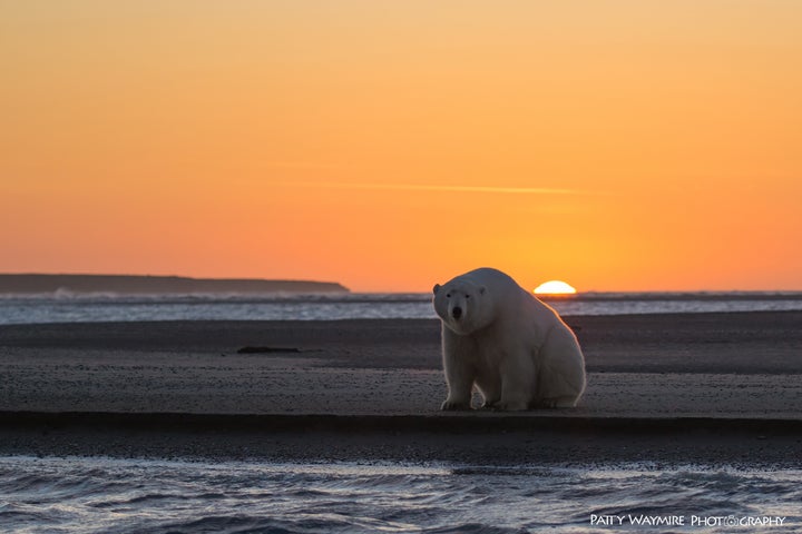 A polar bear at sunset, Alaska, 2016.