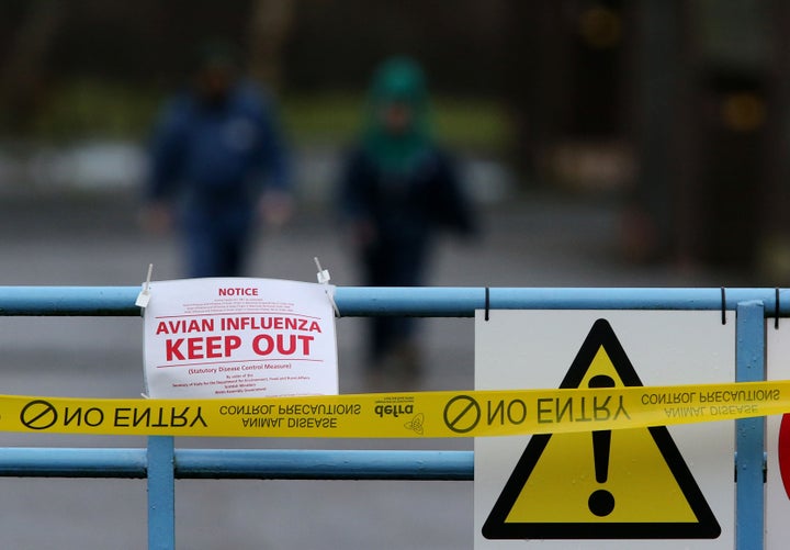 <strong>The latest cases come a day after a dead wild duck in Wales</strong>