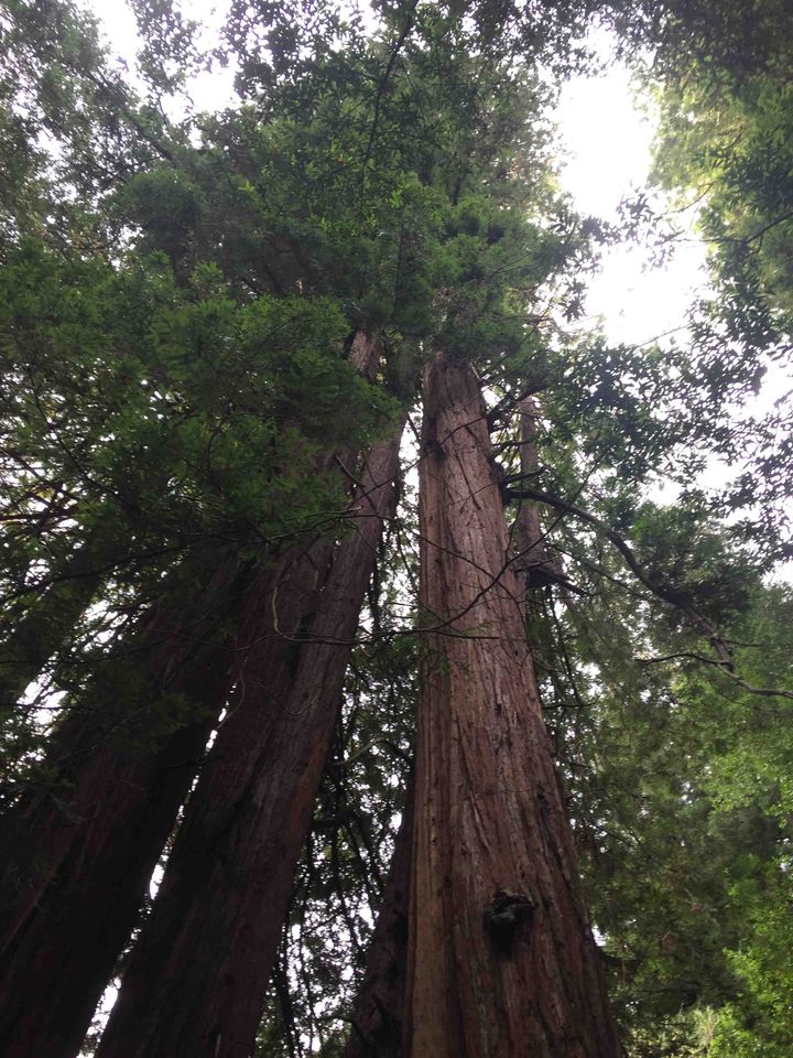 The glorious redwoods of Muir Woods National Monument.