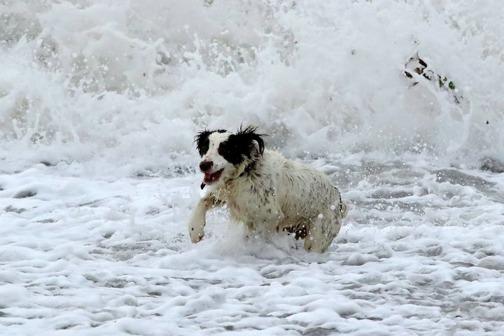 A dog enjoys the surf and big waves in Lyme Regis, Dorset as Storm Barbara hits the UK. December 23, 2016.