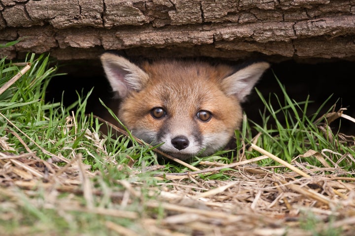 Opposition to legalising hunting for ‘sport’ is at an all-time high of 84%, new polling shows.