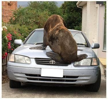 "Mr. Lou-Seal" inspects a Toyota.