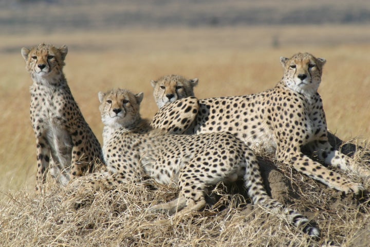 Environmentalists say cheetahs have slipped through the cracks of conservation efforts.