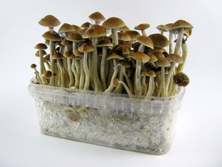 <strong>Psilocybin is the main chemical component of magic mushrooms</strong>