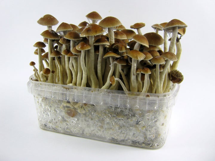 Psilocybin is the main chemical component of magic mushrooms