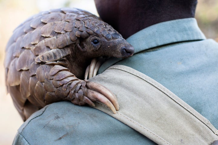 Pangolins are the world's most trafficked mammal.