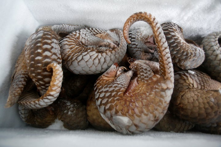 Frozen pangolins seized during a raid in Vietnam. The scales are prized in traditional medicine, but are made from the same biological material as fingernails.