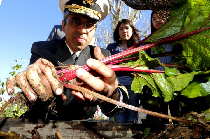 United States Surgeon General Vivek H. Murthy pulls beets out of a raised planter in the Freemont High School Garden in Los Angeles November 20, 2015.