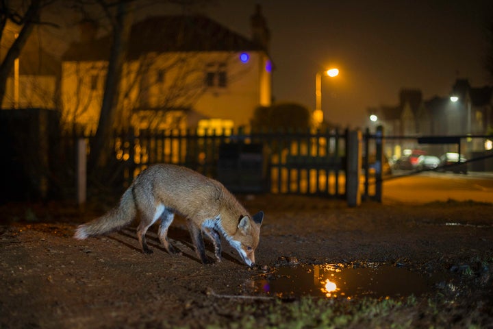 Hundreds of foxes could potentially be culled in the new year