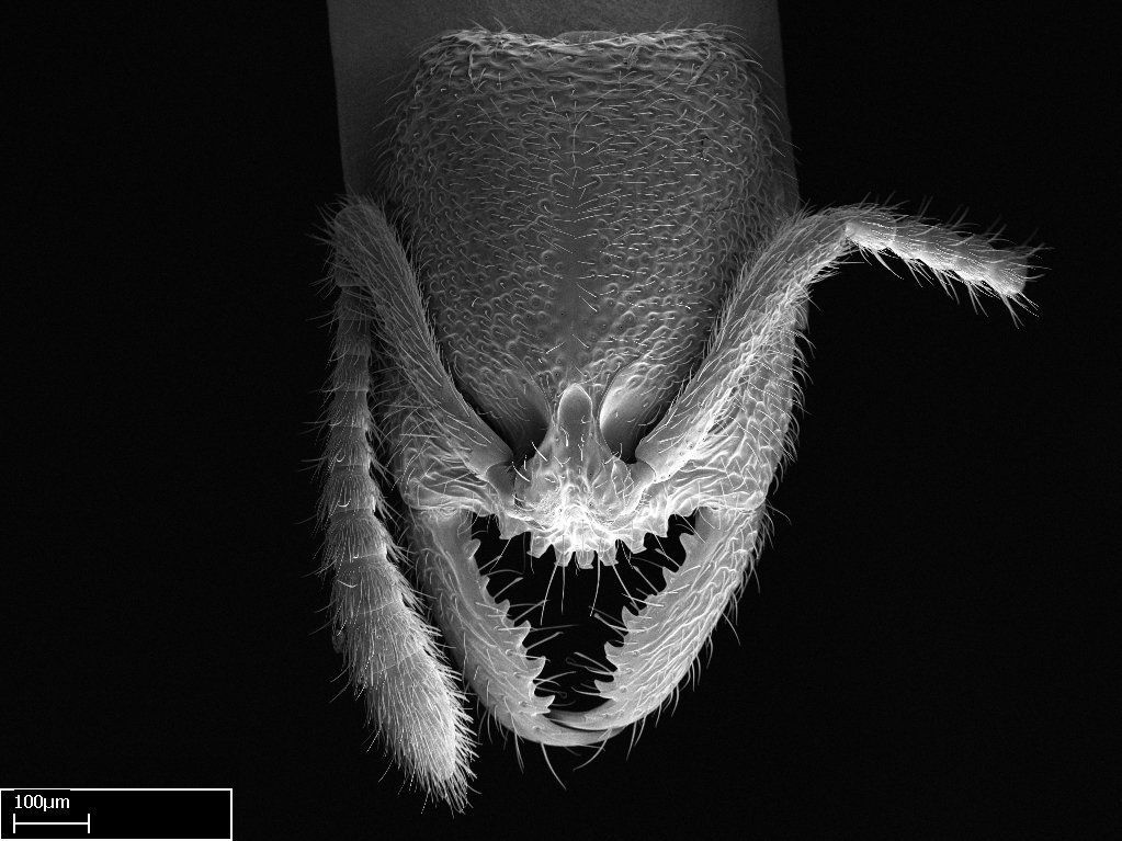Dracula ant, Stigmatomma sakalava.