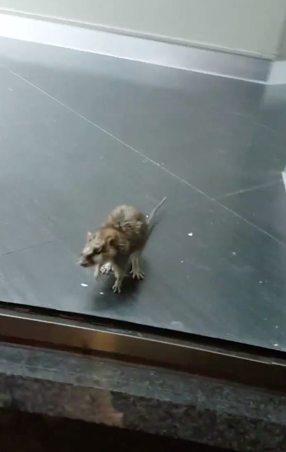 Video of the rat scuttling around has gone viral on Twitter