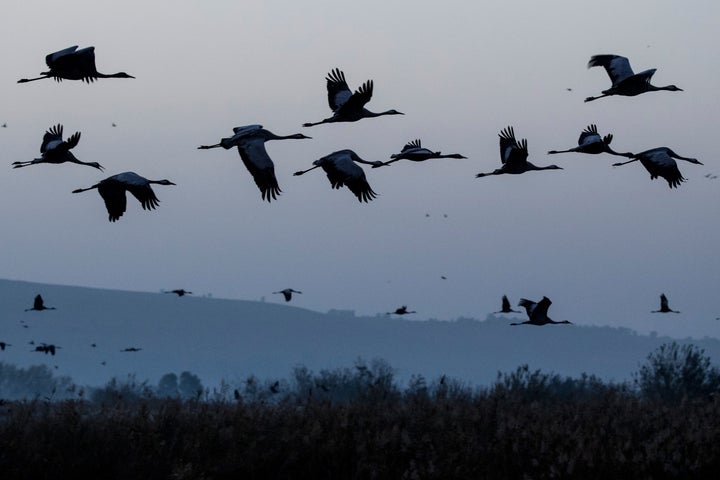 Gray cranes are seen flocking at the Agamon Hula Lake in northern Israel on Dec. 7, 2016.