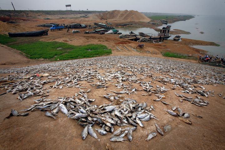 Dead fish on the banks of drought-affected Poyang Lake in 2008. One lifelong fisherman told The Guardian in 2012 that he had not been out on the lake in over a year and had never seen it so dry.
