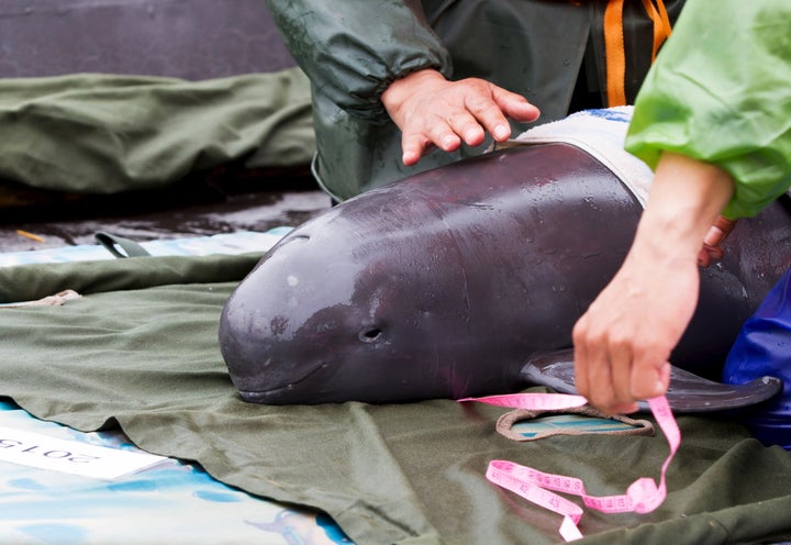 A rescue worker measures a recovered finless porpoise before releasing it back to the wild in Poyang Lake on March 26, 2015. Oceanography and fisheries experts said the finless porpoise is endangered due to pollution and water shortages, among other threats.