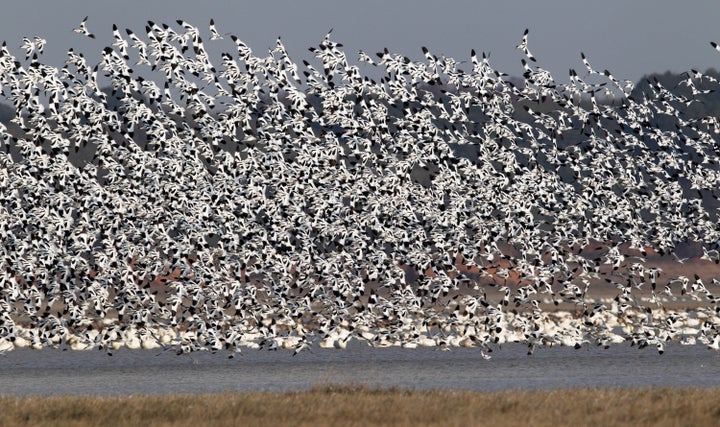 Half a million migratory birds, including the critically endangered Siberian crane, are said to flock to China's Poyang Lake every year.