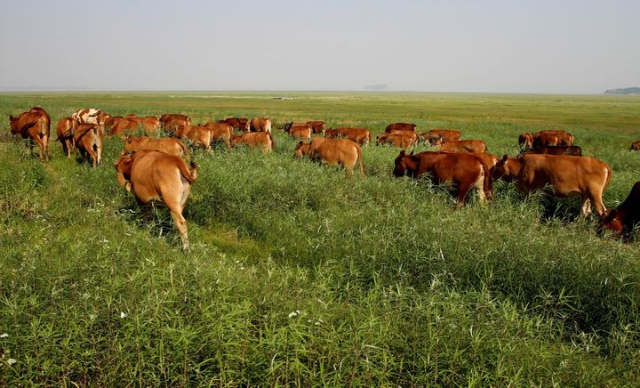 Cattle graze on what is usually the floor of Poyang Lake in May 2011. China's largest freshwater lake has been experiencing a "dramatic and prolonged" recession, according to a 2015 study by researchers at the East China Normal University in Shanghai.