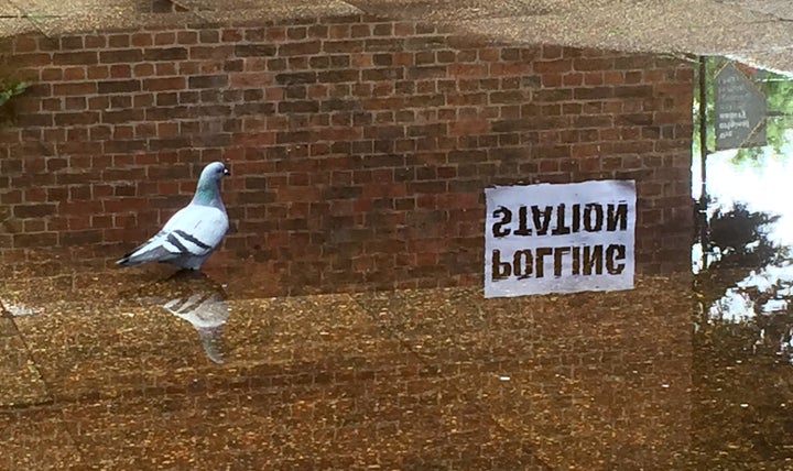 A placid polling pigeon paddling in a puddle.