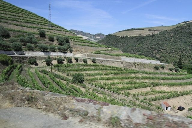 Miles and miles of vineyard
