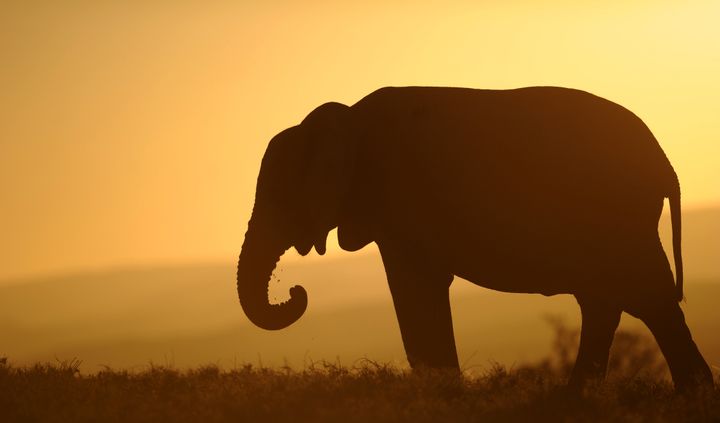 China announced a plan Friday to ban its ivory trade by the end of 2017.
