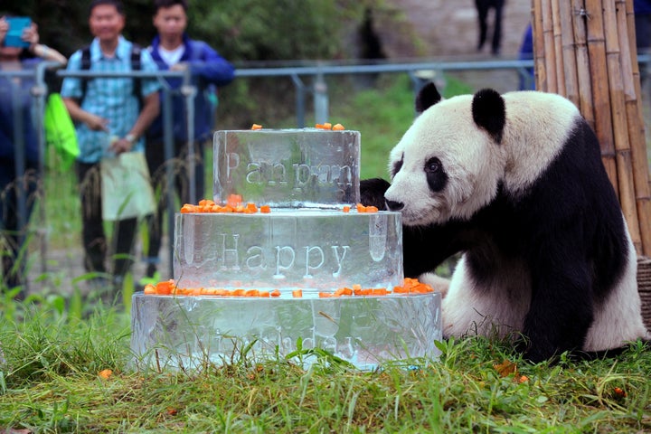 This photo taken on Sept. 21, 2015 shows giant panda Pan Pan sniffing a birthday cake made of ice for his 30th birthday at th