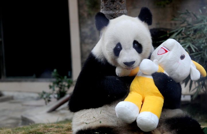 Pan Pan holds a mascot of the 16th Asian Games at a zoo in Fuzhou on Nov. 12, 2010, to celebrate the opening ceremony of the games.