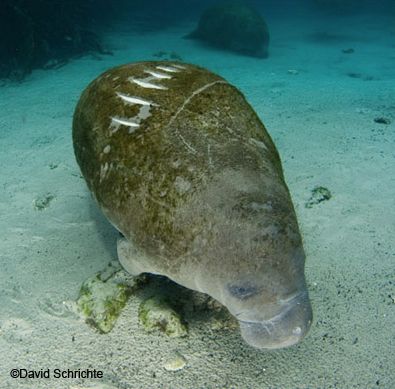 A Manatee with scars from a motorboat strike.