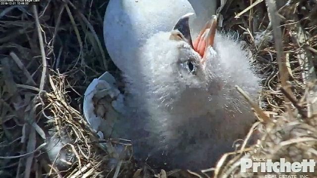 The first of two eggs hatches in a bald eagle nest in Fort Myers, Florida, captured on live-stream video.