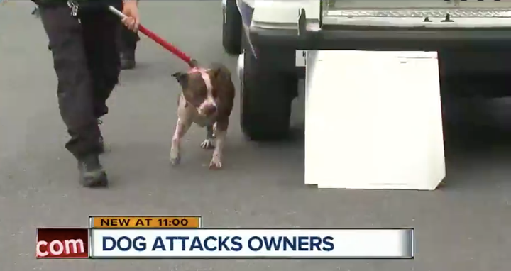 It took a tranquilizer gun, beanbag gun and stun gun to subdue the dog.