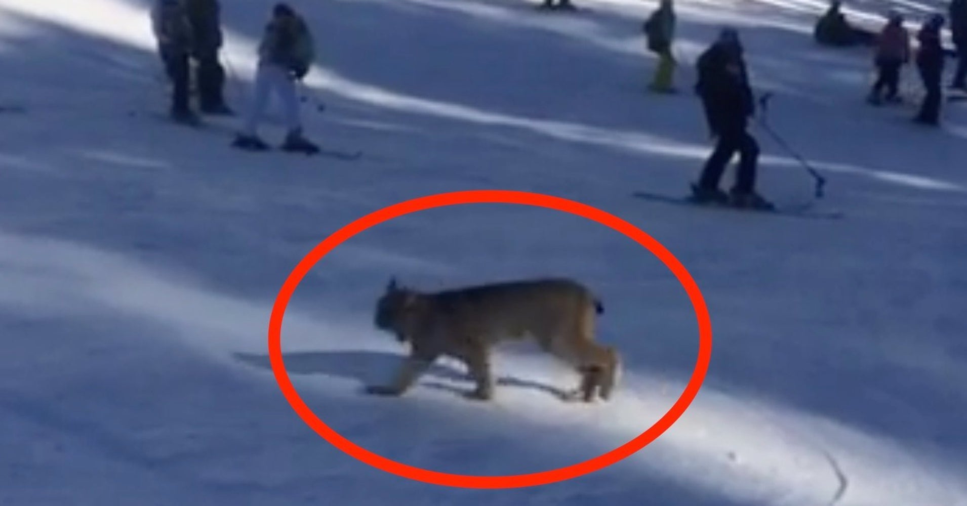 Rare Lynx Wanders Onto The Slopes At Colorado Ski Resort HuffPost