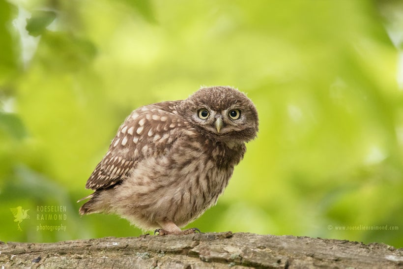 Little owlet