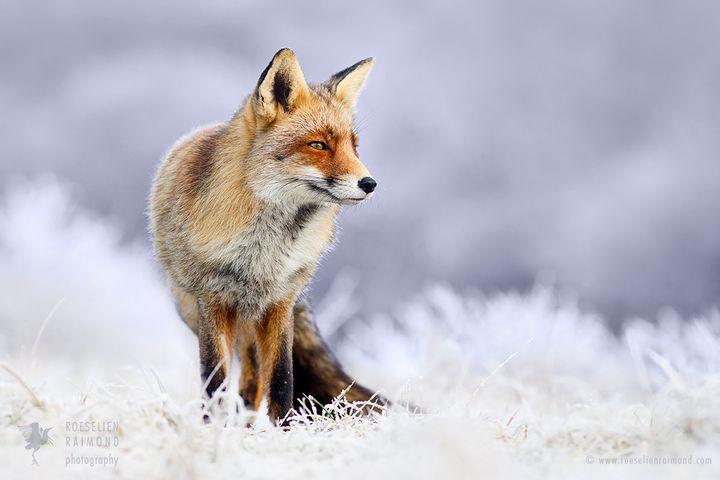Red fox in a wintry landscape