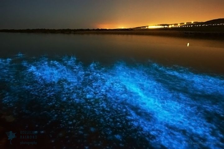 Bioluminescent algae in the surf