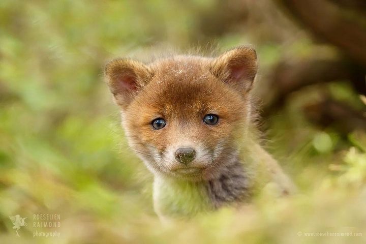 Cute fox kit