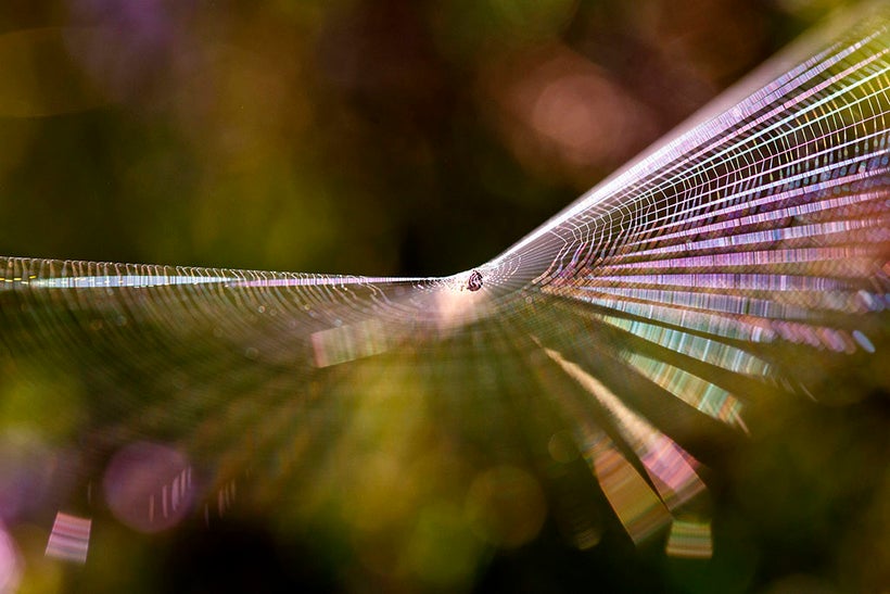 Cobweb at sunrise