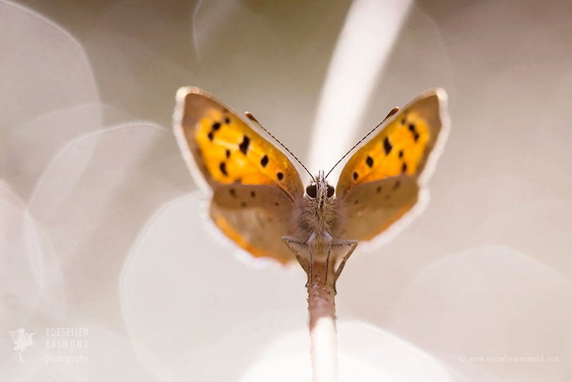 Small Copper