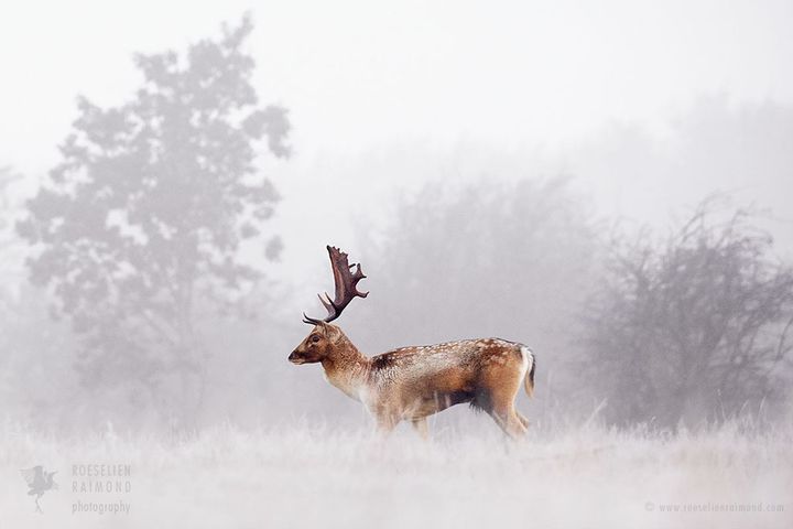 Fallow deer in the mist at a cold and foggy sunrise