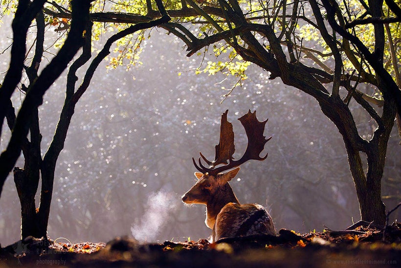 Fallow Deer with a breath cloud on a beautiful sunny autumn morning