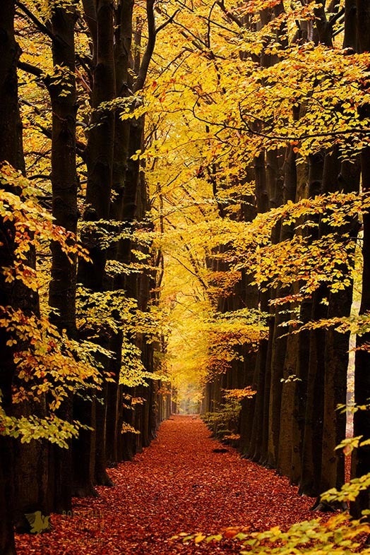 Beech trees in autumn forest