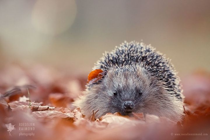 Hedgehog in an autumn setting