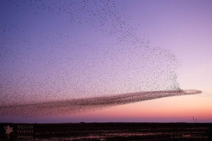Starling Murmurations