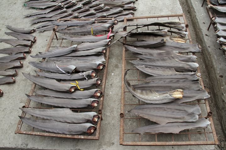 Confiscated shark fins in Peru. An estimated 100 million sharks are killed annually by humans, many of them for their fins. 